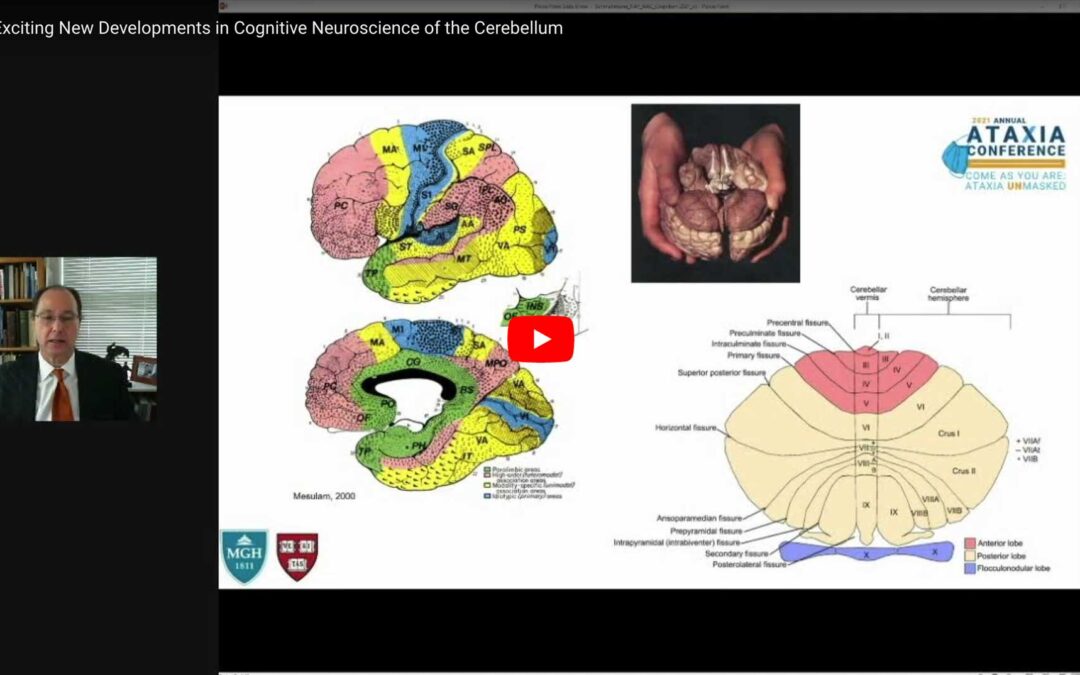 Exciting New Developments in Cognitive Neuroscience of the Cerebellum